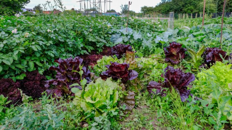 Radovi u lipnju: Sijte, sadite, berite, okopavajte i njegujte biljke