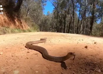 SKB Mostar: Ima dovoljno seruma protiv zmijskog otrova (VIDEO)