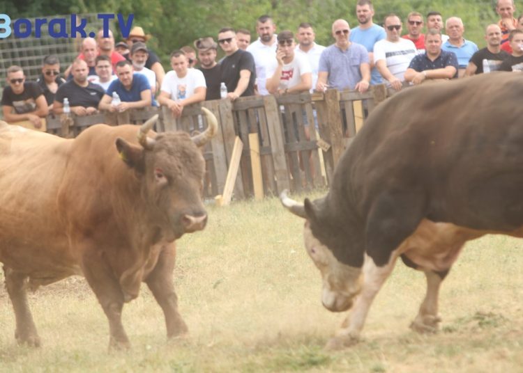 VIDEO: U Posušju bik uletio u publiku: Zavladala je opća panika