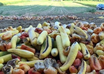 Zbog uvoza iz Srbije i Albanije hrvatski poljoprivrednici zaorali tone krastavaca, paprika…