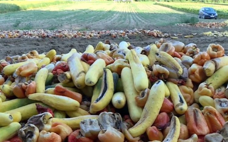 Zbog uvoza iz Srbije i Albanije hrvatski poljoprivrednici zaorali tone krastavaca, paprika…