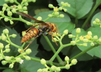 Liječnica savjetuje kako da spasite život u slučaju da vas ubode stršljen