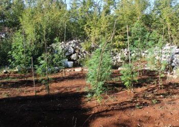 Grude: Uhićen dok je zalijevao stabljike indijske konoplje