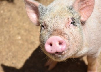Potvrđeni novi slučajevi afričke svinjske kuge u ŽZH