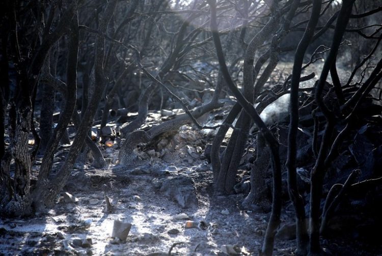 Požar u Tučepima slučajno izazvao pčelar