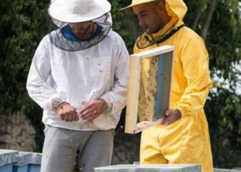 Matičnu mliječ iz Dračeva traže ne samo u Hrvatskoj već i mnogo šire