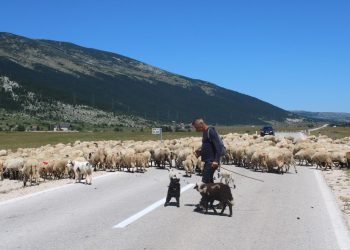 Marinko Raguž, posljednji pastir, ove godine je na području Blidinjskog jezera