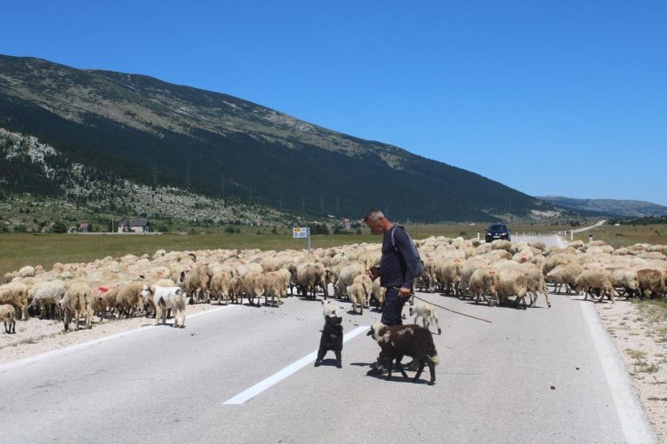 Marinko Raguž, posljednji pastir, ove godine je na području Blidinjskog jezera
