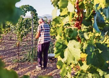 Obaraju se rekordi – u Hercegovini počela berba grožđa, nikada ranije