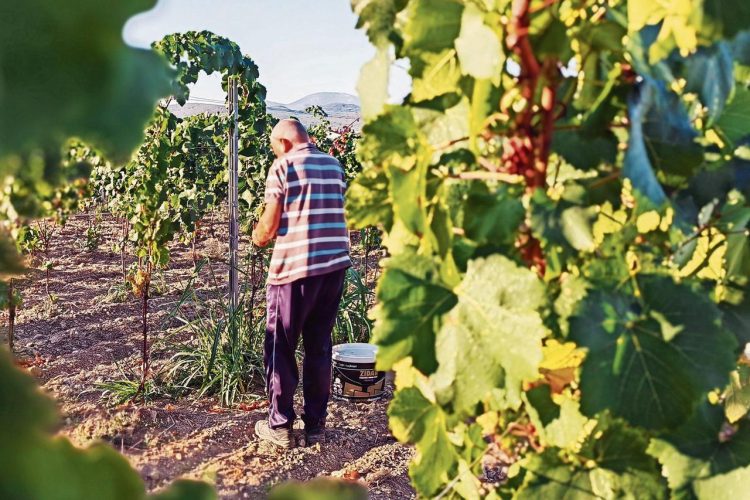 Obaraju se rekordi – u Hercegovini počela berba grožđa, nikada ranije