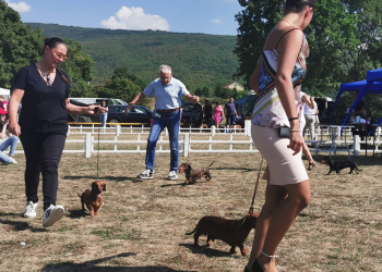 Oko 250 pasa iz cijele Europe prodefiliralo Ilijinim brdom u Posušju