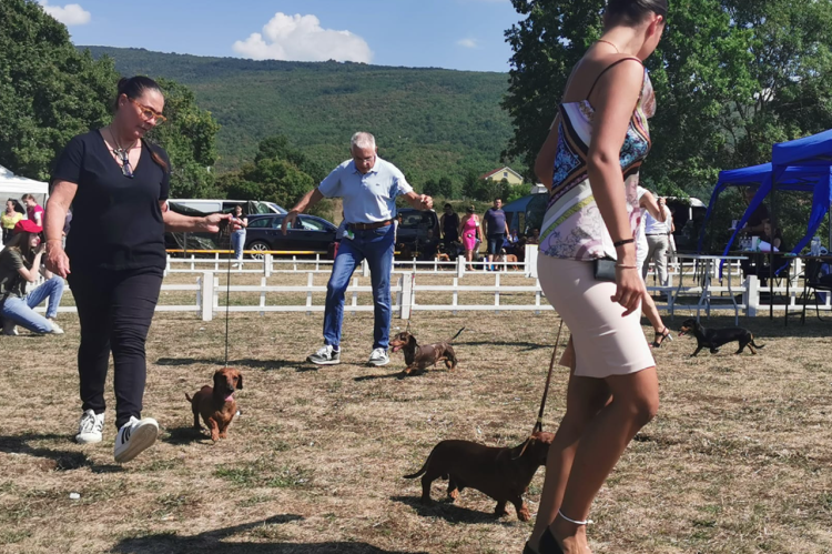 Oko 250 pasa iz cijele Europe prodefiliralo Ilijinim brdom u Posušju