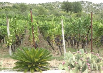 Nikad raniji početak trganja u ljubuškim vinogradima?