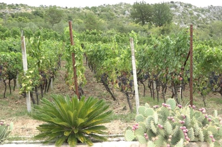 Nikad raniji početak trganja u ljubuškim vinogradima?