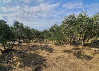 Nemojte misliti da u kolovozu nema posla u masliniku