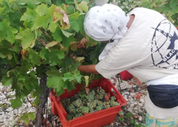 Počela najranija berba vinskih sorti grožđa u ovom stoljeću