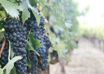 Mostarski Aluminij daje vinograde u zakup