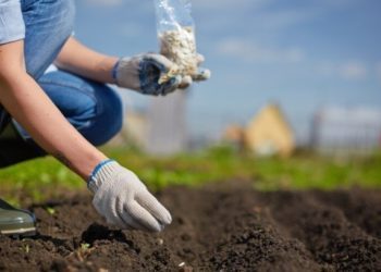 Što saditi u kolovozu?