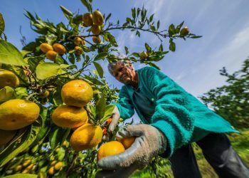 Ovogodišnji urod mandarina prepolovljen, u nekim nasadima ne isplati ih se brati