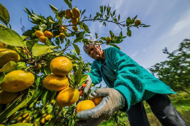 Ovogodišnji urod mandarina prepolovljen, u nekim nasadima ne isplati ih se brati