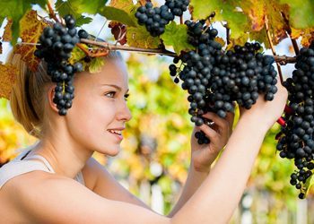 BiH proizvodi oko 23.000 tona grožđa,domaću proizvodnju godinama guši uvoz