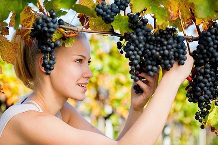 BiH proizvodi oko 23.000 tona grožđa,domaću proizvodnju godinama guši uvoz