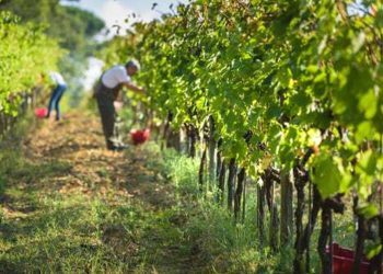 BiH proizvodi oko 23.000 tona grožđa, domaću proizvodnju godinama guši uvoz