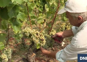 Berba grožđa u Hercegovini počela nikad ranije, kvaliteta odlična