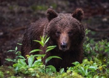 Medvjed napao čovjeka na Plitvicama