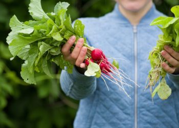 Posijte u rujnu, jedite već u listopadu – brzorastuće povrće