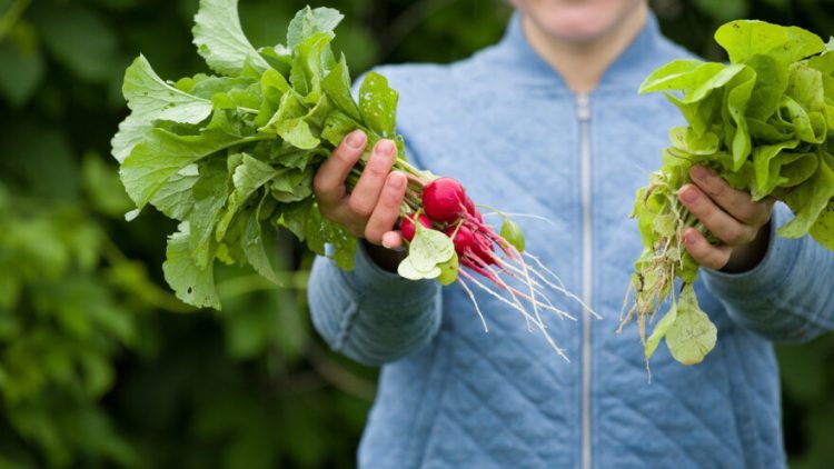 Posijte u rujnu, jedite već u listopadu – brzorastuće povrće