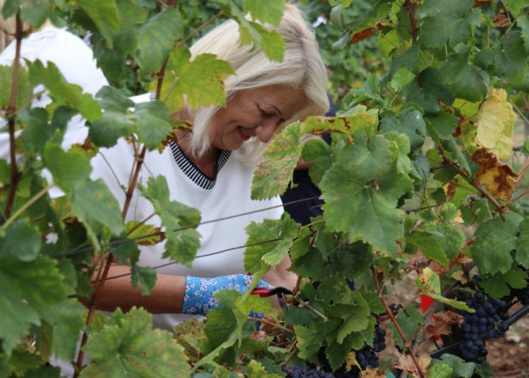 Tradicionalna manifestacija ‘Berba 2024‘ u Mostaru okupila diplomatski zbor i domaće dužnosnike