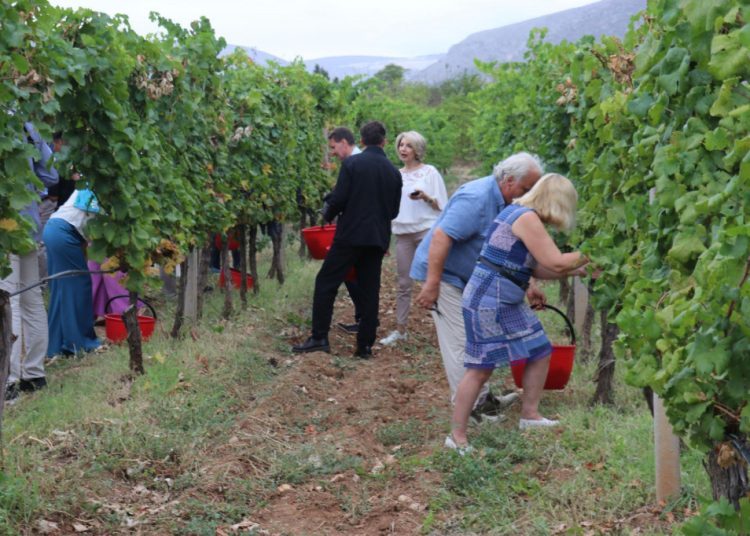 Tradicionalna manifestacija ‘Berba 2024‘ u Mostaru okupila diplomatski zbor i domaće dužnosnike