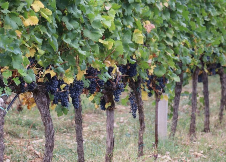 Tradicionalna manifestacija ‘Berba 2024‘ u Mostaru okupila diplomatski zbor i domaće dužnosnike