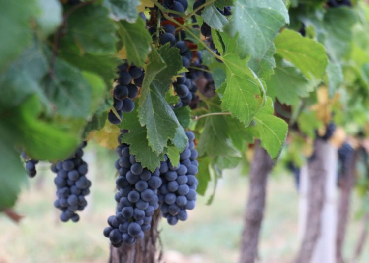 Tradicionalna manifestacija ‘Berba 2024‘ u Mostaru okupila diplomatski zbor i domaće dužnosnike