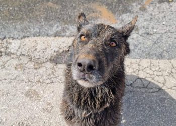 Ovo je Zara koja pomaže u traganju za nestalima u Jablanici
