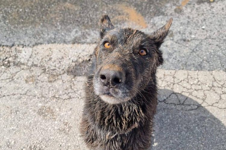 Ovo je Zara koja pomaže u traganju za nestalima u Jablanici