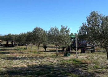 Europska unija investirala u zaštitu porijekla hercegovačkog maslinovog ulja