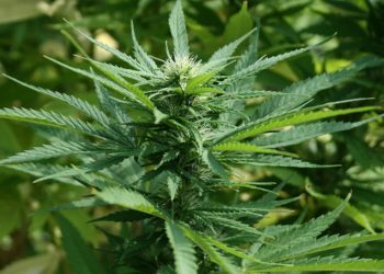 Kod Tomislavgrada policija pronašla nasade indijske konoplje