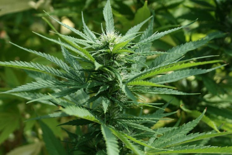 Kod Tomislavgrada policija pronašla nasade indijske konoplje