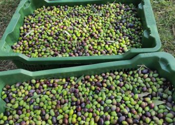 Bočicu od 0,33 l hercegovačkog maslinova ulja prodaju za 25 KM