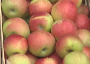 Ovogodišnji urod jabuka prepolovljen