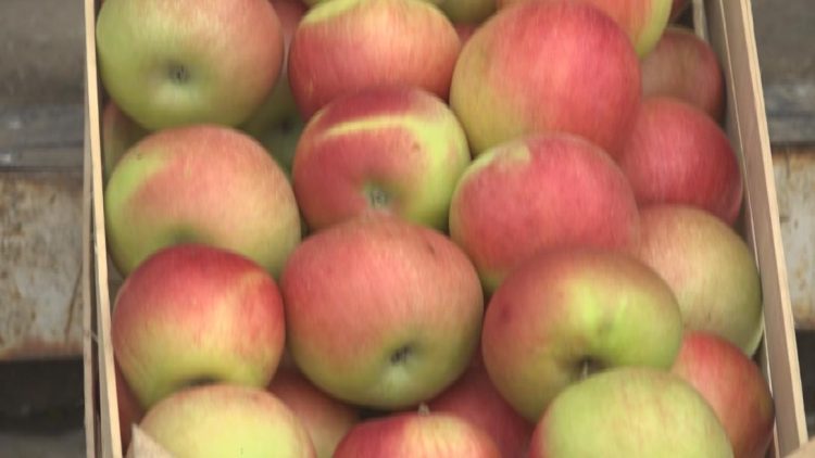 Ovogodišnji urod jabuka prepolovljen