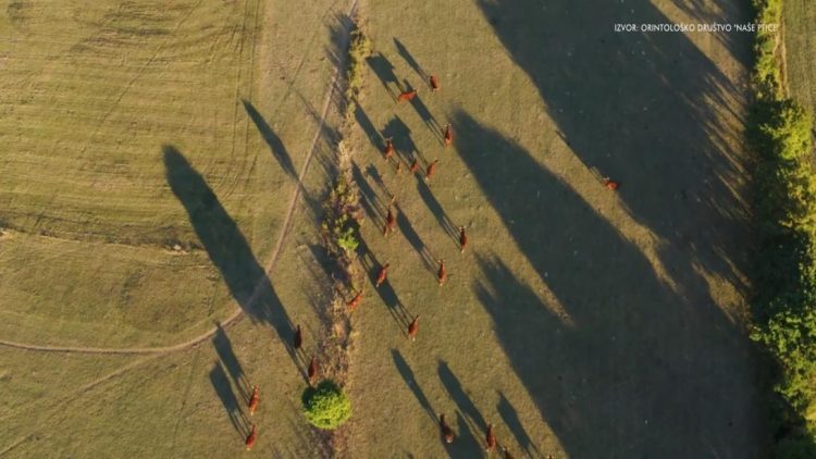 Livanjsko polje – neiskorišteno blago prirode