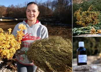 Mlada Hercegovka kod Posušja uzgaja zaboravljenu biljku, pomože kod tumora