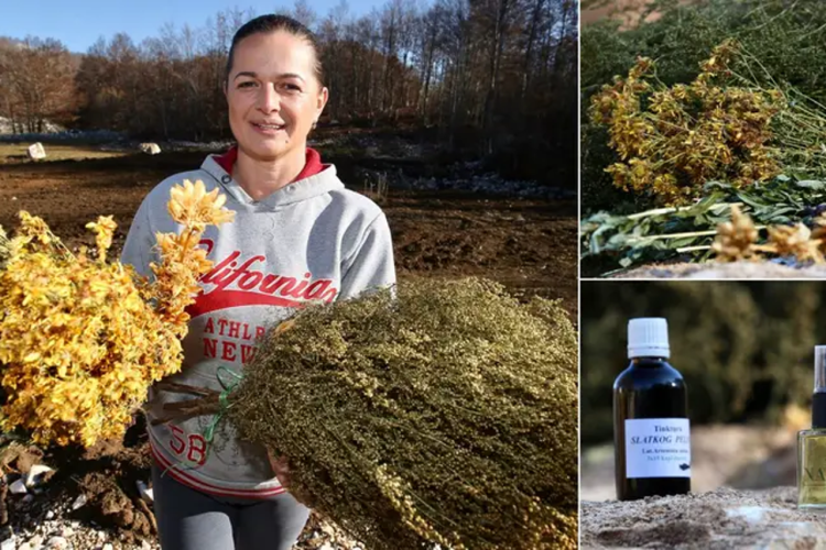 Mlada Hercegovka kod Posušja uzgaja zaboravljenu biljku, pomože kod tumora