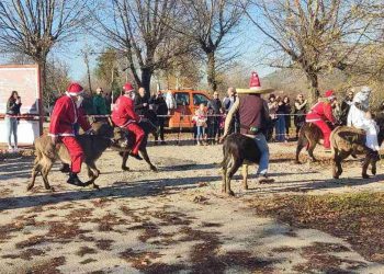 Utrka magaraca u nedjelju u Čapljini