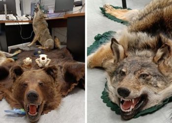 U busu prevozio preparirane ugrožene životinje, carina ih oduzela