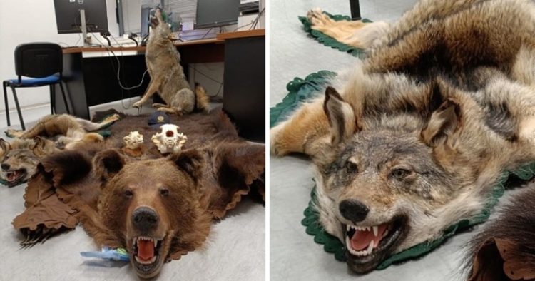 U busu prevozio preparirane ugrožene životinje, carina ih oduzela