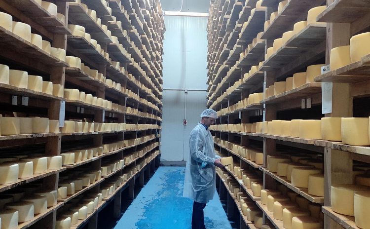 Trud se isplatio: Kvalitetu i autentičnost livanjskog sira prepoznat će i kupci u EU